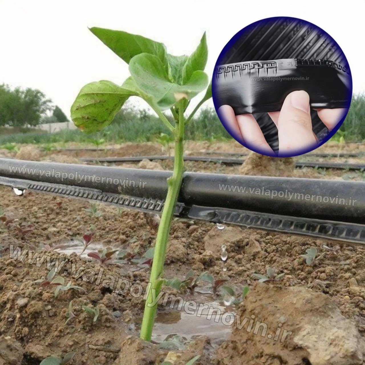 آیا نوار تیپ آبیاری بهترین انتخاب برای کشاورزی مدرن است؟